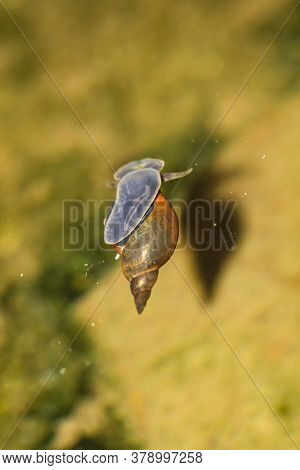 A Close-up Of A Lymnaea Stagnalis Sludge Snail, A Pond Snail.