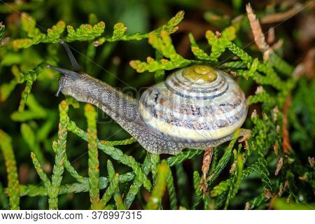 Close-up Of A Ribbon Snail. The Ribbon Snails Belong To The Land Lung Snails.
