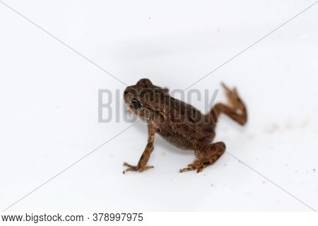 Portrait Of A Close-up Of A Common Toad Bufo Bufo