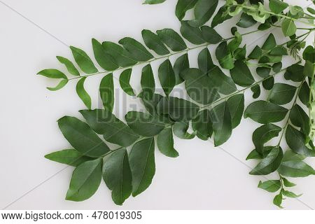 Curry Leaves Are The Foliage Of The Curry Tree Or Murraya Koenigii