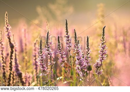 Loosestrife flower Nature sunset sunrise flower Nature background Nature flower Nature background Nature flower Nature flowers meadow Nature flower background sun Nature flower Nature background flower bloom Nature background wildflower Nature background.