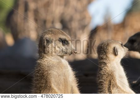 Cute Animal Surikate Meerkats. Fury Meerkat Is Keeping Watch.