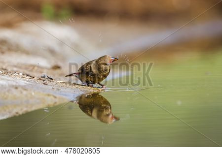 Red-billed Firefinch Female In Waterhole In Kruger National Park, South Africa ; Specie Family Lagon