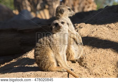Cute Animal Surikate Meerkats. Fury Meerkat Is Keeping Watch.