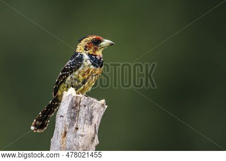 Crested Barbet Standing On A Branch Isolated In Natural Background In Kruger National Park, South Af