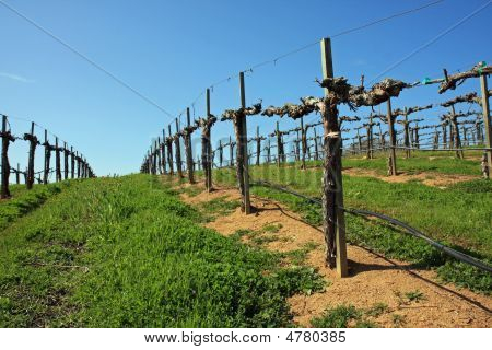 Attractive vineyard in Northern California