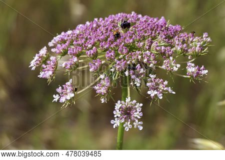 Flowers Of Wild Carrot Close-up On A Blurred Background. Selective Focus