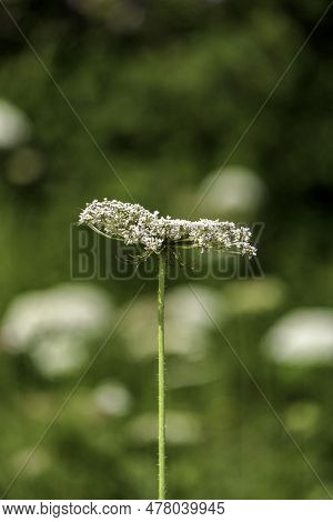 Flowers Of Wild Carrot Close-up On A Blurred Background. Selective Focus