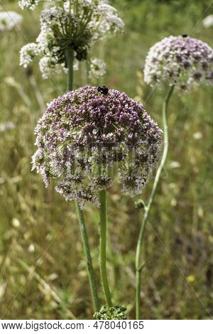 Flowers Of Wild Carrot Close-up On A Blurred Background. Selective Focus