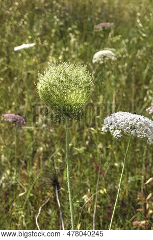 Flowers Of Wild Carrot Close-up On A Blurred Background. Selective Focus