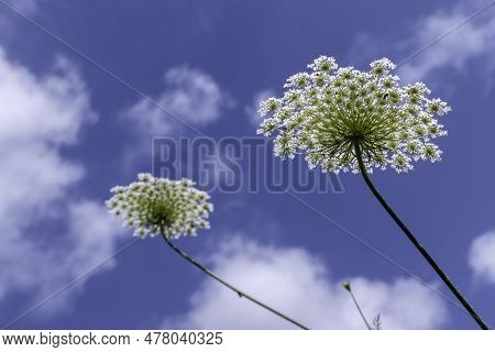 Flowers Of Wild Carrot Close-up On A Blurred Background. Selective Focus