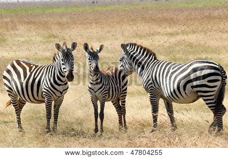 Zebre afflitta da tafani