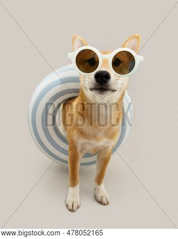 Portrait Summer Pet. Cute Shiba Inu Puppy Dog Looking At Camera Inside Of An Infltable Ring. Isolate