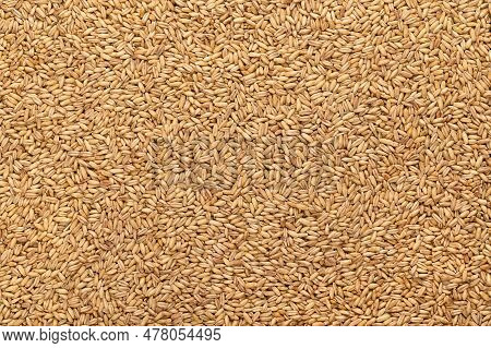 Hulled Oats, Dried And Husked Common Oat Grains, From Above. Avena Sativa, A Cereal Grain, Suitable 