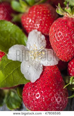 Erdbeere