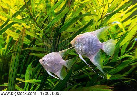 Tropical Fish Pterophyllum Scalare Altum, Angelfish Swimming In Aquarium Water Wtih Green Algae. Two