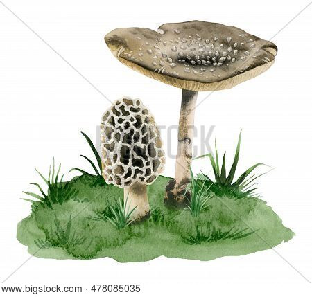 Fly Agaric Amanita Panther Cap Poisonous Mushroom And Morcella Morel Fungi Growing In Grass Watercol