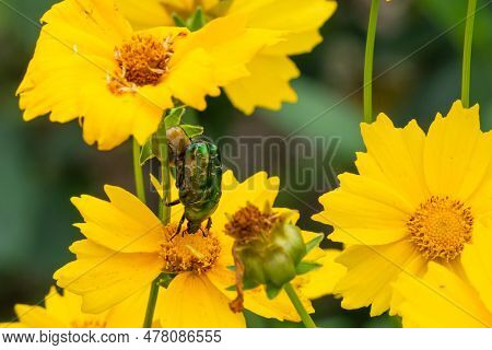 A Green Beetle Eats Pollen On A Yellow Flower Close-up. Golden Bronzovka Beetle Or Common Bronzovka 
