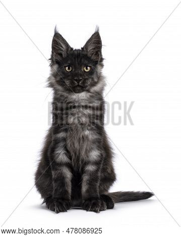 Adorable Impresive Black Smoke Maine Coon Cat Kitten, Sitting Up Facing Front. Looking Straight At C