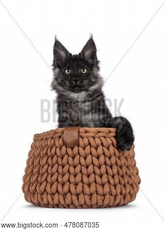 Adorable Impresive Black Smoke Maine Coon Cat Kitten, Sitting In Orange Knitted Basket Facing Front.
