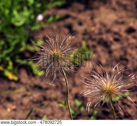 Closeup Of The Wiry Pulsatilla Vulgaris Silky Seed Heads