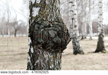 Inonotus Obliquus. Chaga Mushroom On Trunk Birch Tree, Using For Healing Tea Or Coffee In Folk Medic