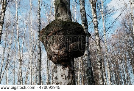 Inonotus Obliquus Or Chaga Mushroom On Trunk Birch Tree. Fungus, Black Mass And Birch Canker Polypor