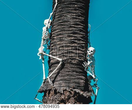 Human Pirate Skeleton For Helloween. Helloween Skeleton Decor, Scenery Banner.