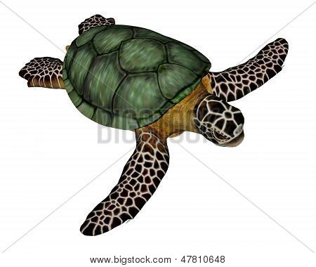 Havskildpadde