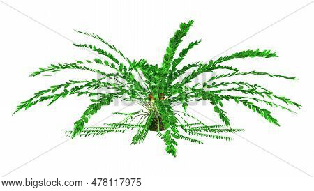3D Rendering Encephalartos Ferox On White