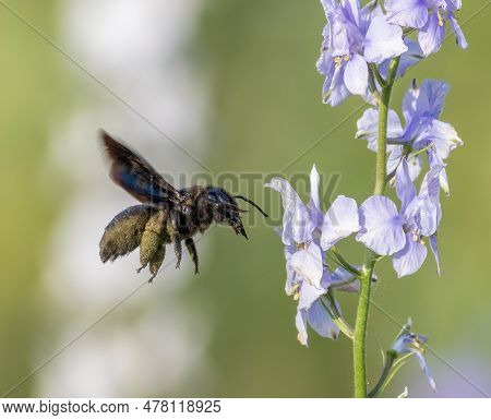 Xylocopa Valga, Carpenter Bee. An Insect Flies Up To A Flower