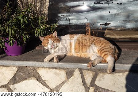 An Old, Homeless, Ginger Cat Is Resting On A Windowsill On A Sunny Day Close-up