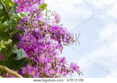 Cananga Flowers