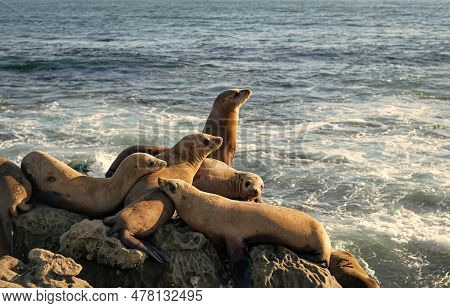 Sealion In Wildlife At Sea. Sealion In Wildlife At Ocean. California Sealion In Wildlife Nature