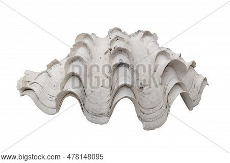 Scaly Giant Clam Shell Or Tridacna Squamosa Isolated On White Background Included Clipping Path.