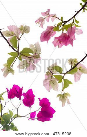 Bougainvillea Isolate