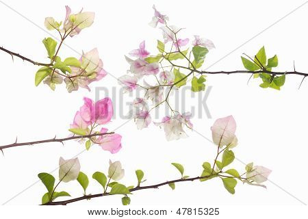 Bougainvillea Isolate