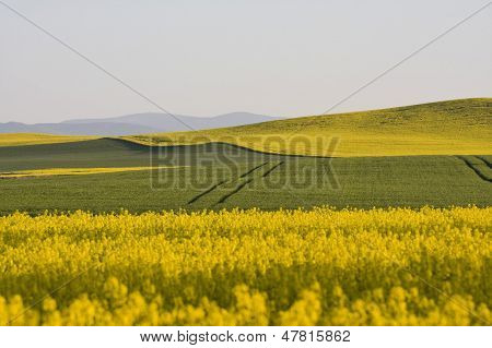 Campo di colza Polonia Nysa