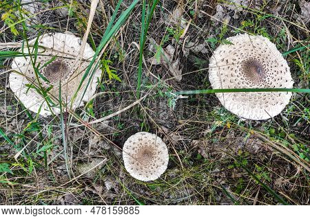 Mushroom Macrolepiota Procera Close-up In Autumn Forest