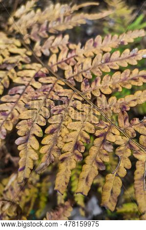 Phegopteris Connectilis Green And Yellow In The Forest Close-up.