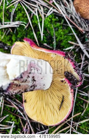 Mushroom Tricholomopsis Rutilans In The Forest Close-up.