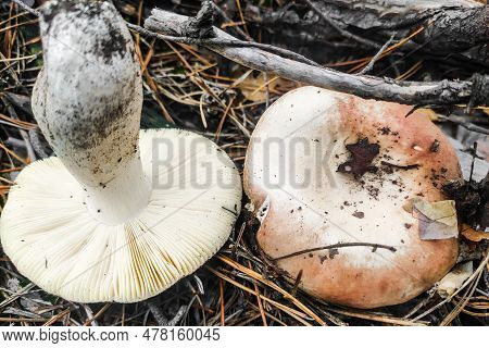 Mushroom Russula Lamellar Hymenophore In The Forest Close-up.