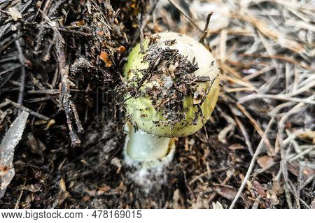 The Most Poisonous Mushroom Amanita Phalloides In The Forest Close-up.
