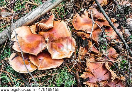 Mushroom Tricholoma Imbricatum Close-up In Autumn Forest