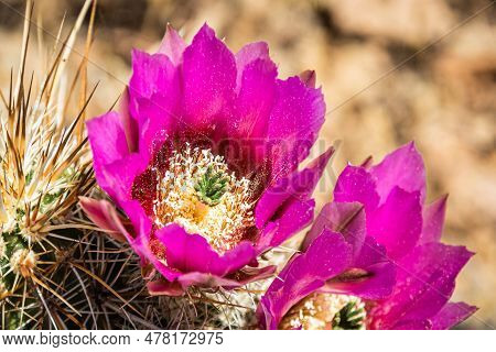 The Purple Blooms Of The Hedgehog Cactus (echinocereus Triglochidiatus), Or Claretcup Cactus Of Ariz