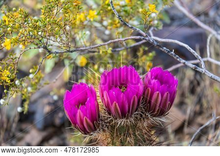 The Purple Blooms Of The Hedgehog Cactus (echinocereus Triglochidiatus), Or Claretcup Cactus Of Ariz
