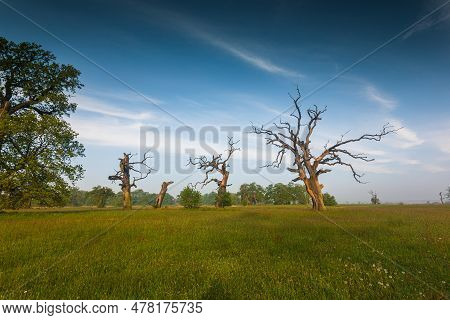 Old Trees In The Morning In Rogalin. Landscape Of Rogalin Park. Poland.