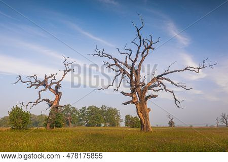 Old Trees In The Morning In Rogalin. Landscape Of Rogalin Park. Poland.