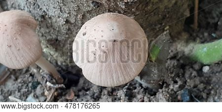 Deer Shield Mushroom Or Pluteus Cervinus Is A Pluteusceae Family Mushroom. It Is Also Known Pluteus 