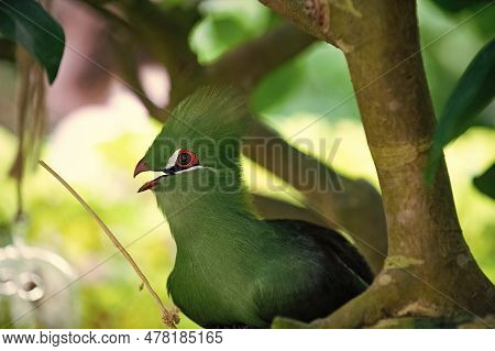 Tropical Exotic Tauraco Bird With Green Feather. Exotic Tauraco Bird Outdoor.